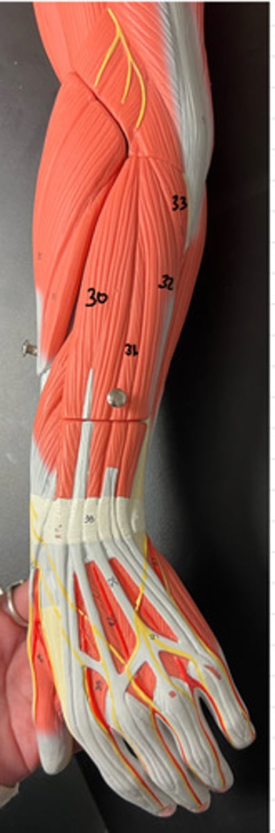 <p>what muscle is 30, what is its function and what nerve innervates it?</p>