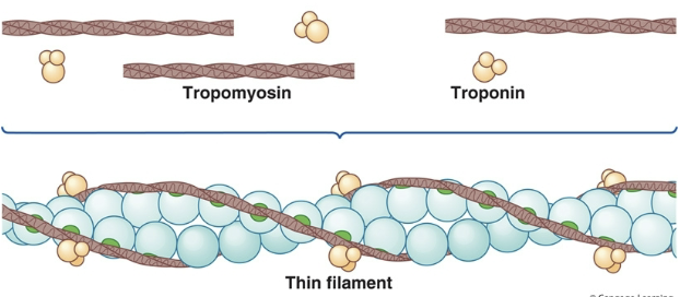 <p><span>What </span><strong>2 other micro-filaments</strong><span> cover the binding sites when the when the muscles is at rest?</span></p>