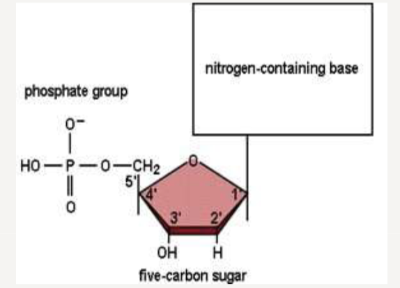 <p>a nitrogenous base connected to the sugar phosphate deoxyribose; sugar phosphate backbone covalently links nucleotides </p>