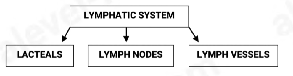 <ul><li><p>it is the drainage system</p></li><li><p>it is digestive (assimilation of fatty acids)</p></li><li><p>immunity – produces lymphocytes</p></li><li><p>lymphatics are tiny, blind-ended vessels</p></li><li><p>they contain valves which allow tissue fluid to flow in but not out</p></li><li><p>walls are wide enough to allow larger protein molecules to pass through</p></li><li><p>fluid inside lymphatics is called lymph</p></li><li><p>lymph is transported to subclavian vein</p></li><li><p>lymph vessels have smooth muscle in their walls which contract to push lymph along</p></li></ul>