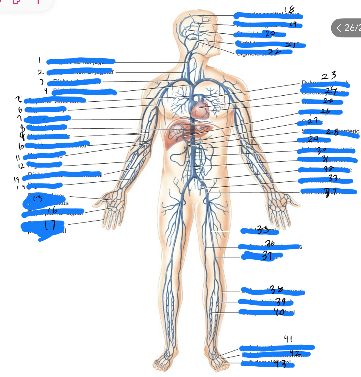 <p>41</p>