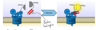 <p>The beta barrel protein being targets to mitochondria by a dedicated beta-hairpin element. Known as the non classical signal</p>