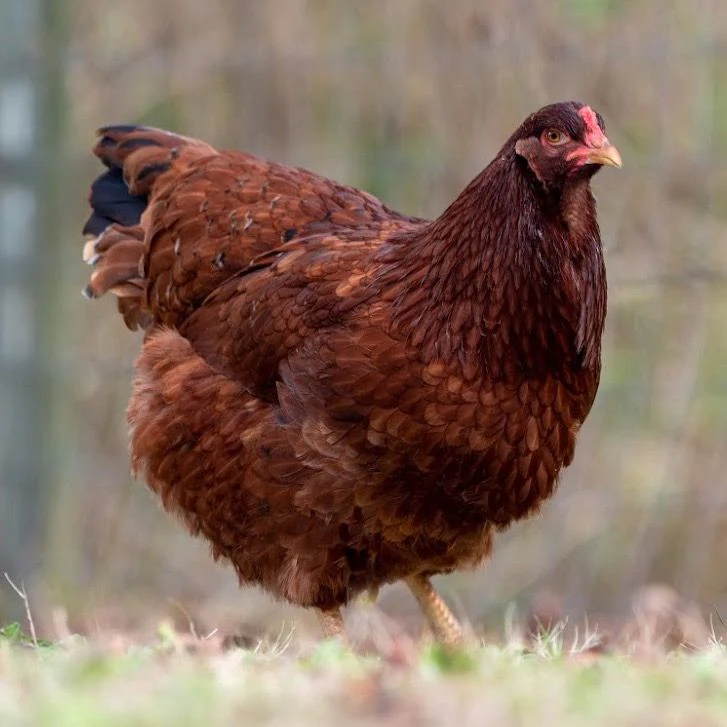 <p>Buckeye (layer.dual)</p>