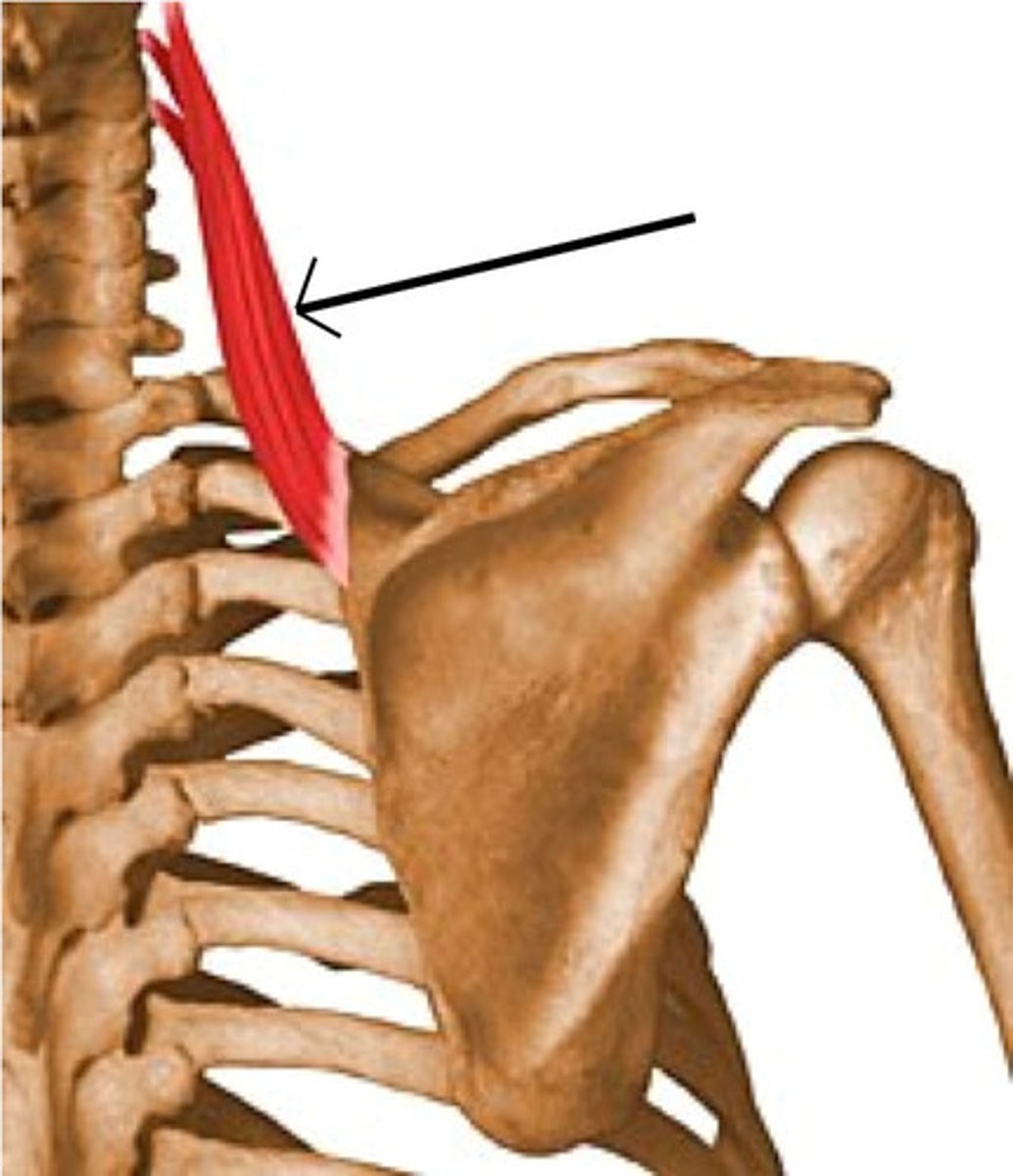 <p>Medial border of scapula between superior angle and superior portion of spine of scapula.</p>