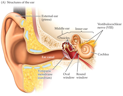 * Different to the retina - the ear cannot spatially map the locations of sound
* Vibrations travel from the tympanum to the middle ear where they’re amplified
* Hair cells are arranged tonotopically - they’re tuned to narrow range of sound frequencies by their location along the basilar membrane