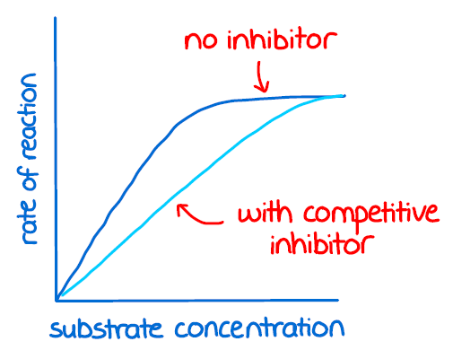 <p>same maximum rate will be achieved. if there is more inhibitor, the faster it will take to reach the maximum rate but no number of enzymes have changed</p>