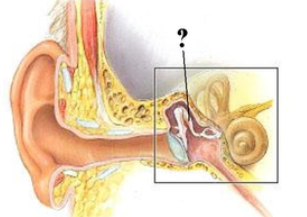 <p>Identify the indicated structure.</p>