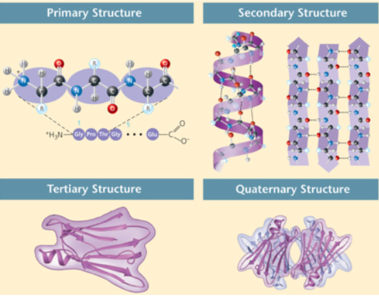 <p>There are four levels of protein structure. These figures show primary, secondary, tertiary, and quaternary protein structure. Which level(s) of protein structure may be stabilized by covalent bonds?</p><ol><li><p>Primary, tertiary and quaternary levels of protein structure</p></li><li><p>Secondary level of protein structure</p></li><li><p>None of the levels of protein structure is stabilized by covalent bonds.</p></li></ol><p></p>