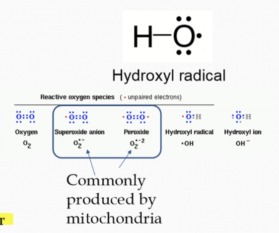 <p>Reactive Oxygen Species (ROS), which are oxygen containing molecules missing an electron (radical). </p>