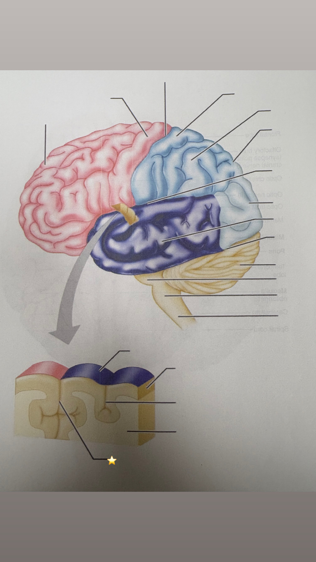 <p>name the starred structure</p>