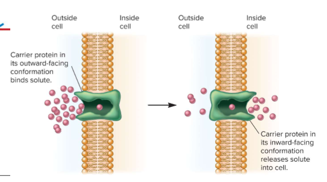 <p>depends on a gradient and lack of selective permeabability w/ membrane (can be a channel or carrier)</p>