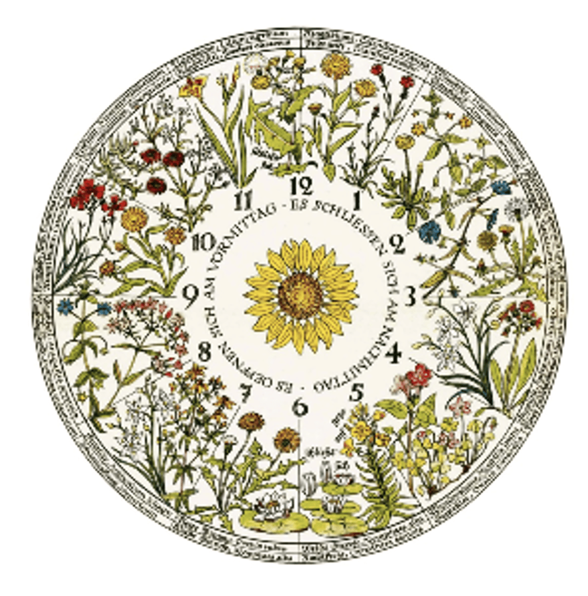 <p>1. flowers open and close at specific times to regulate nectar availability</p><p>2. Linnaeus/ flower clock concept (1751) categorizes flowers by opening behaviour</p><p>3. bees must visit flowers soon after opening to get nectar (early bee advantage)</p><p>4. This endogenous niche favours bees with accurate time-memory - linked to 24hr internal clock</p>