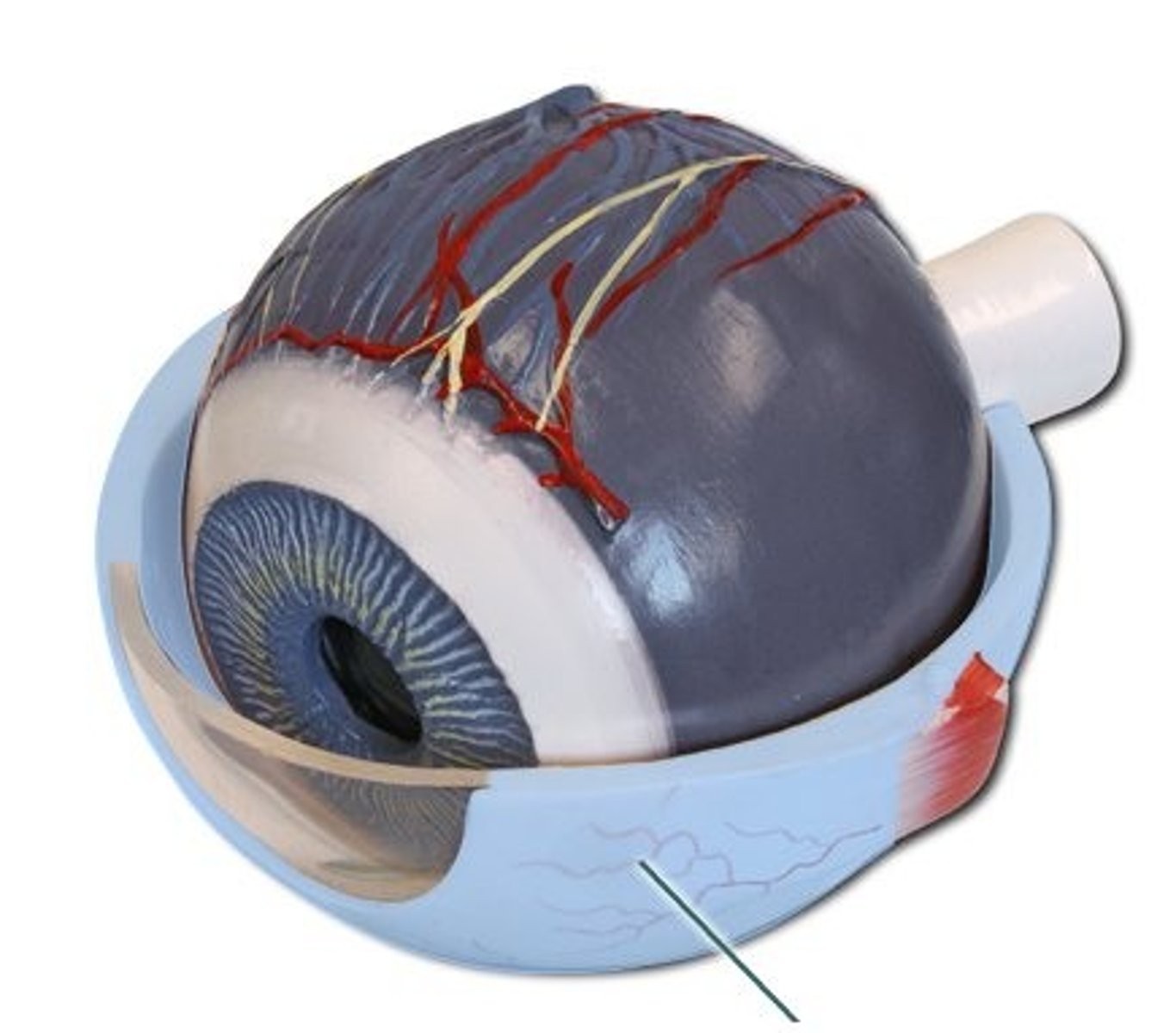 knowt flashcard image