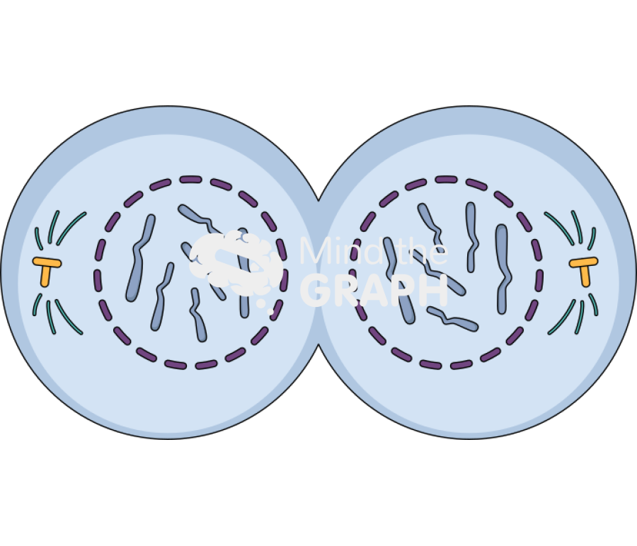 the final phase of mitosis, in which the chromatids (or chromosomes) reach opposite ends of the cell and **two nuclei are formed.**