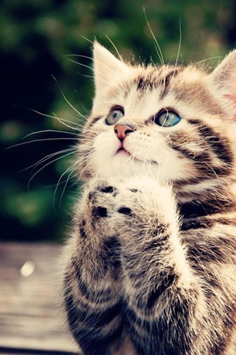 <p>(adj.) asking humbly and earnestly;</p><p>(n.) one who makes a request humbly and earnestly</p>