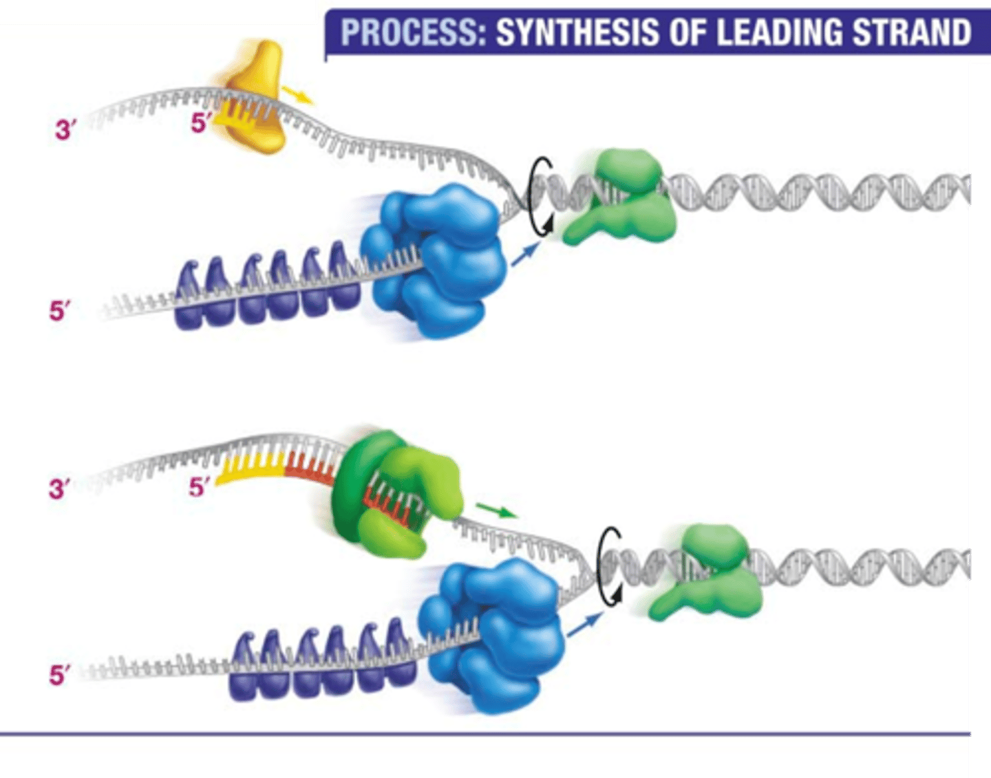<p>an enzyme that "untwists" the DNA double helix in preparation for DNA replication</p>