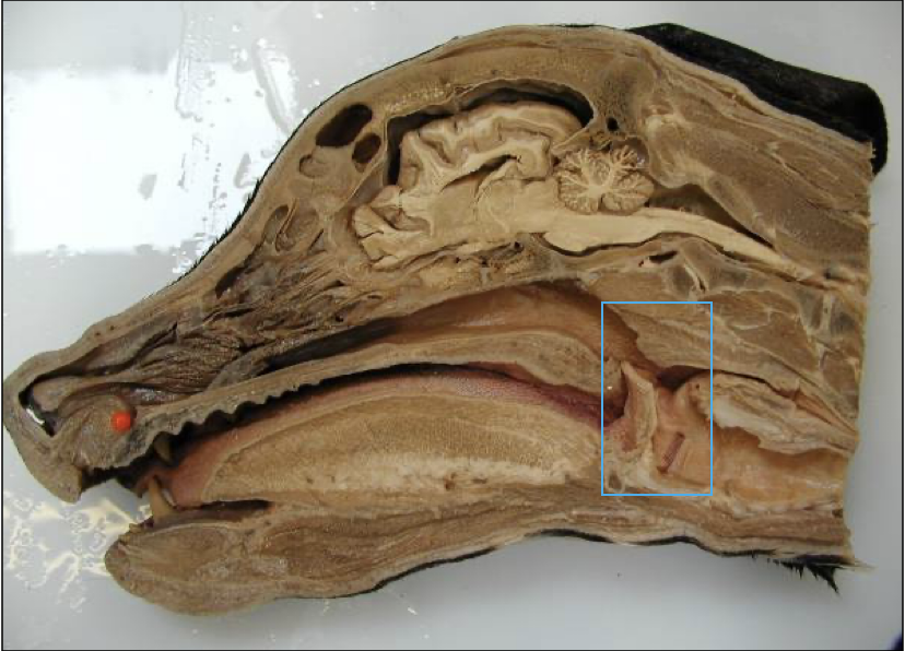 <p><strong><span>Dual role:</span></strong><span> passage for both breathing and swallowing</span></p><ul><li><p><span>Pharyngeal muscles form the wall; they constrict, dilate, and shorten</span></p></li><li><p><span>Oesophagus lies dorsal and caudal to the larynx and trachea</span></p></li><li><p><span>Larynx supported by the </span><strong><span>hyoid apparatus</span></strong><span> and moves rostrally during swallowing</span></p></li><li><p><strong><span>Aditus</span></strong><span> (laryngeal inlet; entrance point for air) position varies between species</span></p></li></ul><p></p>