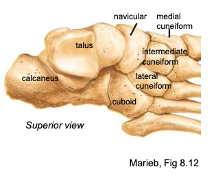 <p>Located at the proximal end of the foot</p><p>“Tiger Cubs Need M I L C”</p>