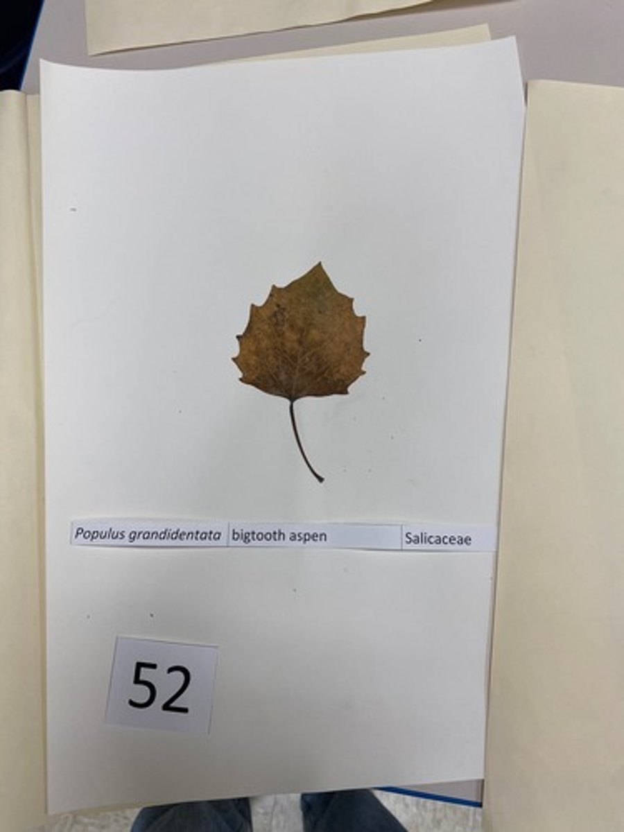 <p>Populus grandidentata (Salicaceae)</p>