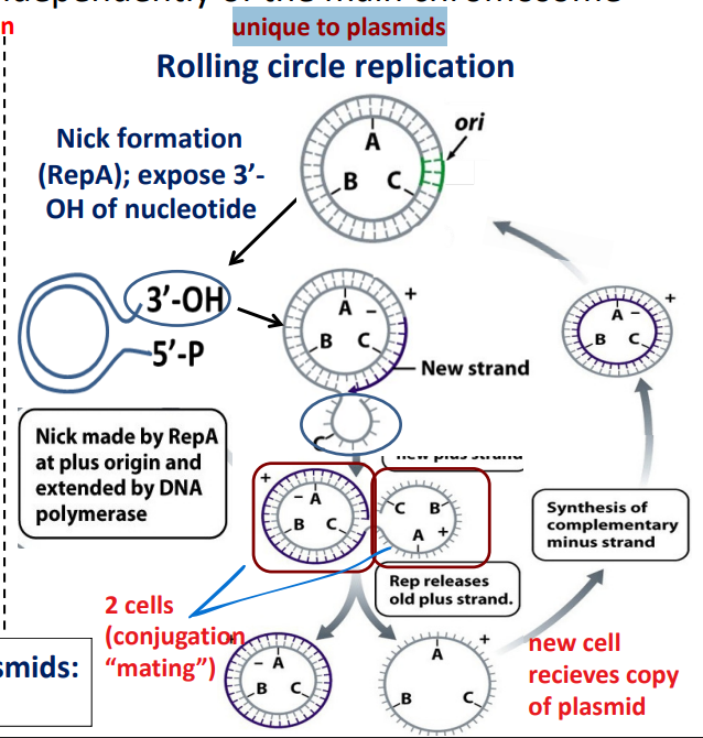 <p>Rolling circle replication</p>
