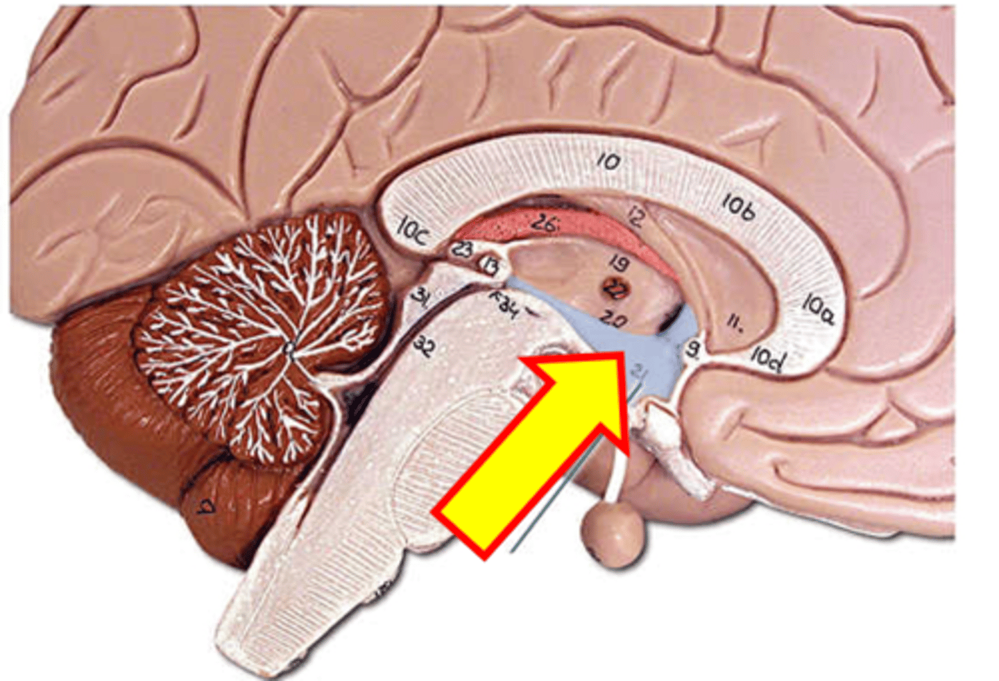 <p>Name the structure highlighted in blue.</p>
