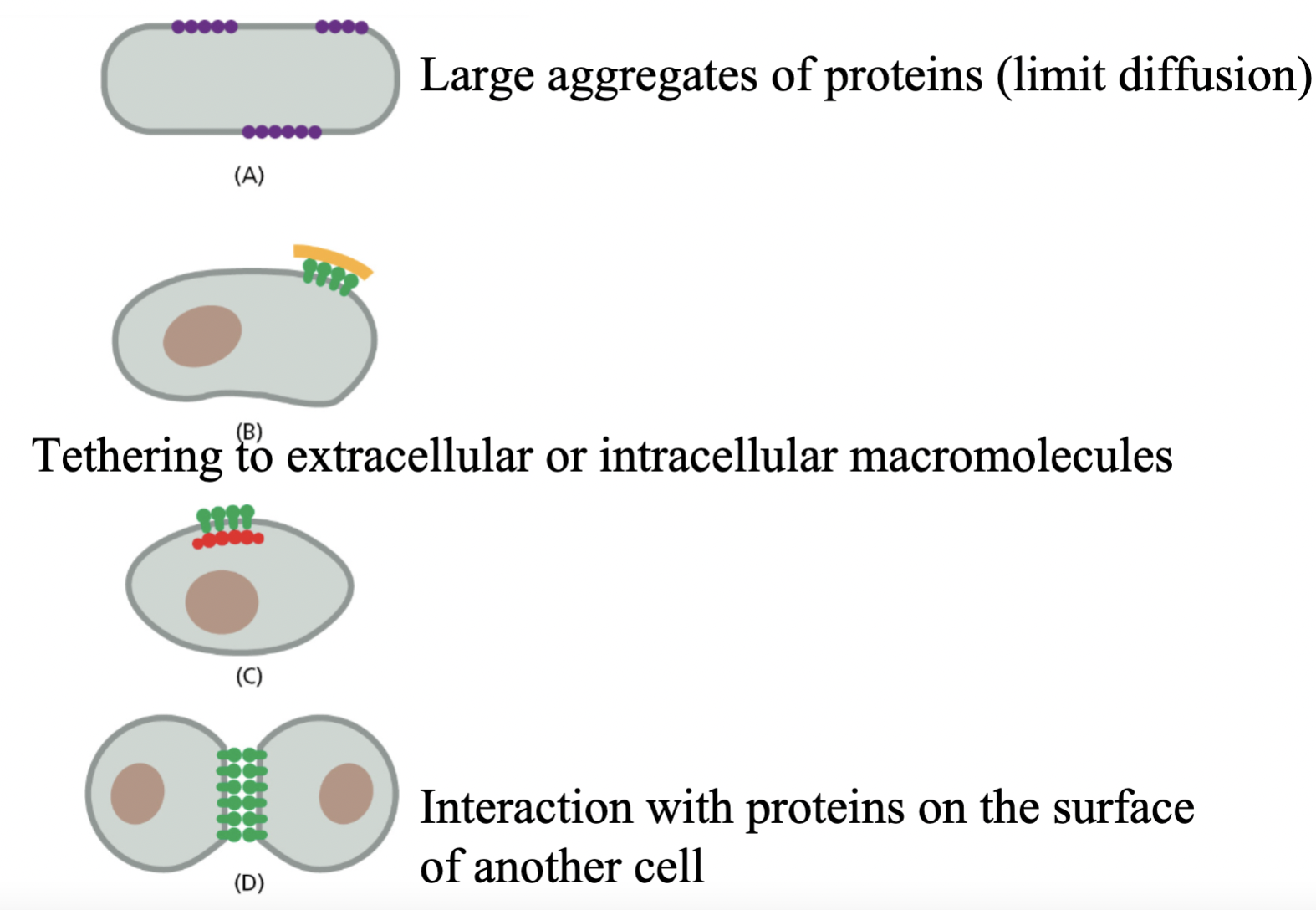 <ul><li><p>aggregation of proteins </p></li><li><p>binding of molecules to extracellular matrix </p></li><li><p>binding to intracellular molecules (ex: cyto skeleton) </p></li><li><p>binding to molecules on  other cells (ex: cell junctions) </p><ul><li><p>tight junctions = connect cells and prevent molecules from moving between cells </p></li></ul></li></ul>