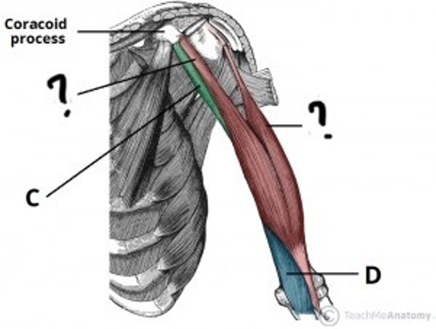 <p>Origin: 1. Coracoid process on scapula 2. Supraglenoid tuberosity on scapula</p><p>Insertion: radial tuberosity of proximal end</p><p>Action: flexes and supinate the forearm and hand</p>