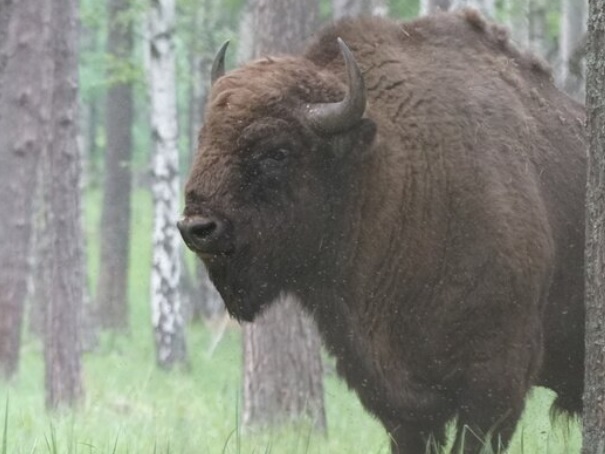 <p>zařaď živočicha do systému</p><p>Třída - řád - čeleď - druh čeština (latina)</p>