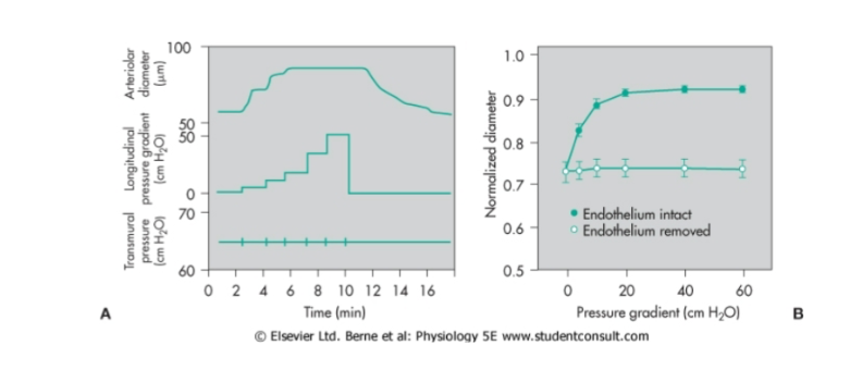 <p><span><span>Flow induced vasodilation requires an intact epithelial lining</span></span></p>