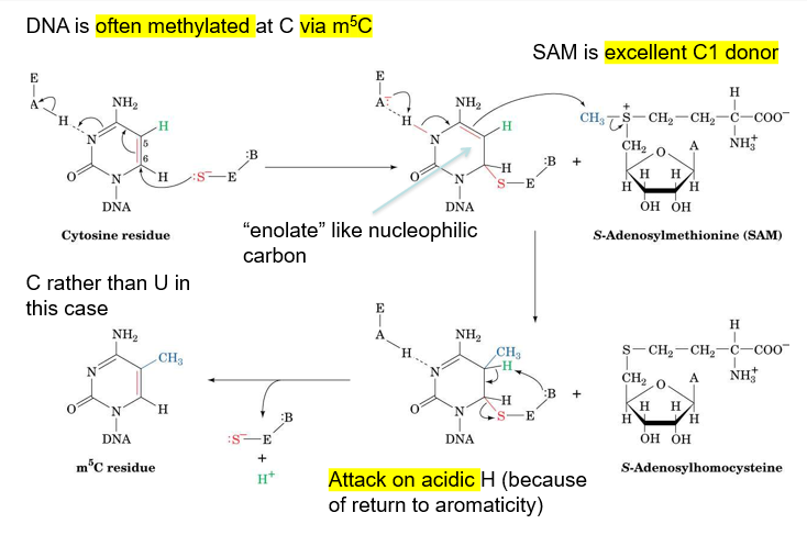 <ul><li><p>often occurs at cytosine, carbon 5</p></li><li><p>use enzyme with a cysteine residue, so that S- can attack carbon 6, making a C-S bond that makes C5 enolate-like and nucleophilic</p></li><li><p>C5 takes a methyl group from S-adenosylmethionine</p></li><li><p>base group from enzyme then deprotonates C5, breaking enzyme off cytosine and returning aromaticity to cytosine, making m<sup>5</sup>C</p></li></ul><p></p>