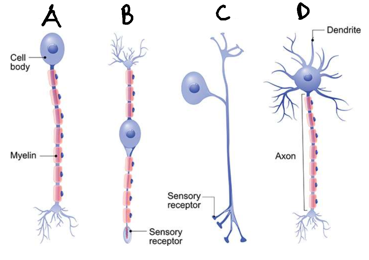<p>What type of neurone is C?</p>