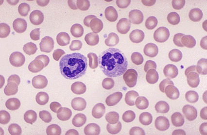 <ul><li><p>Deliver and exchange gases to body tissues</p></li><li><p>Lack a nucleus, which makes the cell concave in shape and  increases surface area for oxygen transfer</p></li></ul>