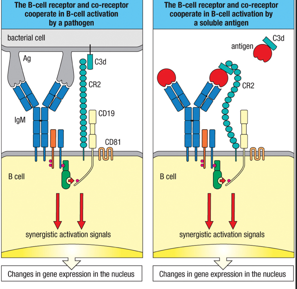 <p>Simultaneous interactions by the BCR and co-receptor greatly increase or decrease the B cell sensitivity, which initiates signal transduction? </p>