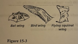 Which term best describes the structures shown in Figure 15-