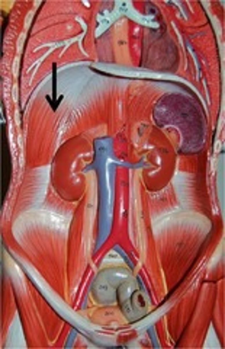 <p>What is indicated?</p>