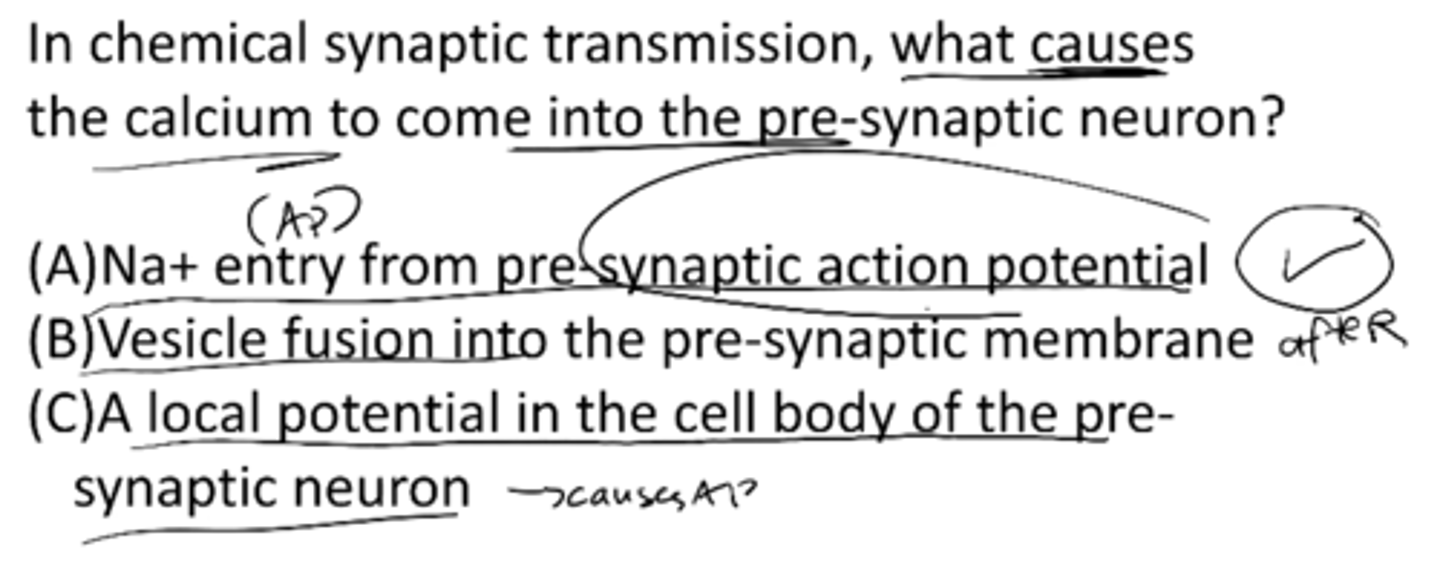 <p>A) Na+ entry from pre-synaptic AP</p>