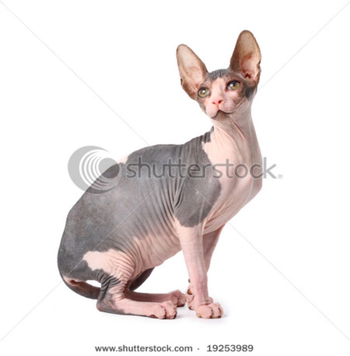 Sphynx