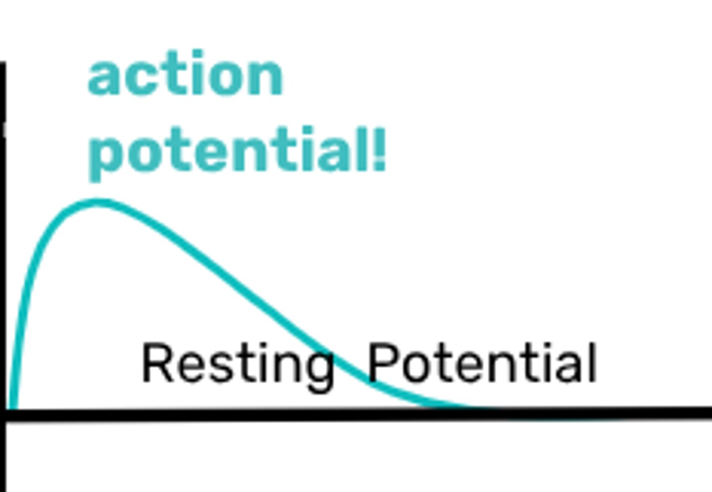 <p>-increase the chance that the next neuron in the chain will "fire" (achieve an action potential)</p><p>-example: if you get into an argument with a friend, you might find that your heart beats faster, your mind races; these are the results of excitatory neurotransmitters such as epinephrine (adrenaline)</p>