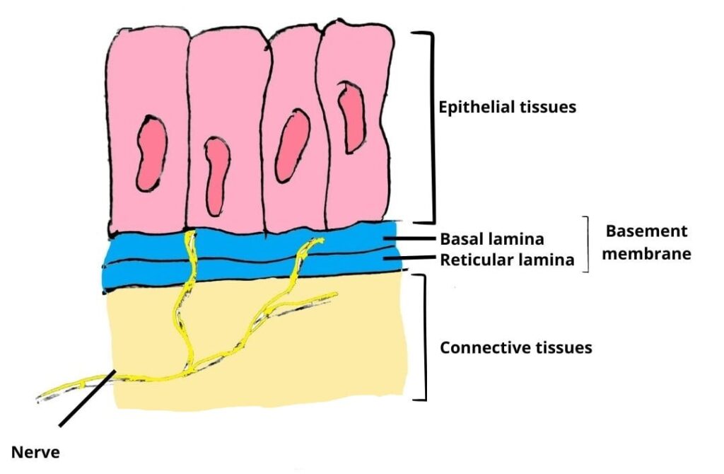 <p>Anchors epithelial tissue to the musculature... Think of the basement of a house, anchoring the house to the ground; last row of cells attach to this</p>