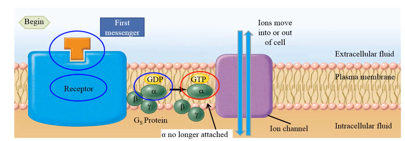 <p>1. <strong>Binding of first messenger</strong> to receptor causes <u>conformational change</u> in receptor. 2. Affinity of α-subunit for GTP increases; GDP dissociates, GTP binds. 3. GTP-bound α-subunit dissociates from β and γ; moves to ion channel. 4. Ion channel opens or closes (depending on state of channel prior to binding of GTP-bound α-subunit), alters flow of ions across membrane</p>
