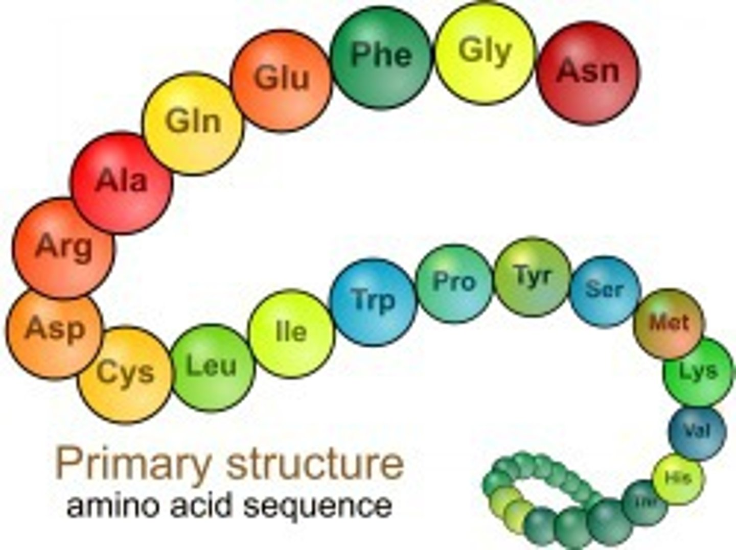 <p>sequence of amino acids in a polypeptide chain</p>