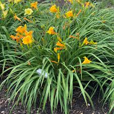 <p>Daylily</p>