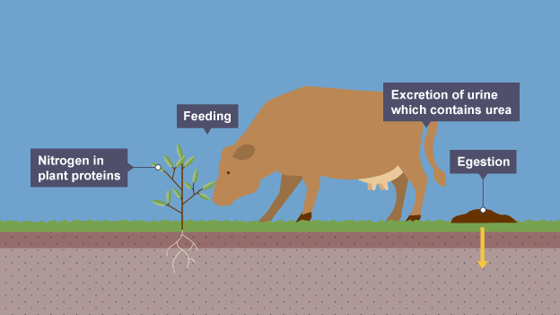 <p>animals feed on proteins which travel along food chain</p>