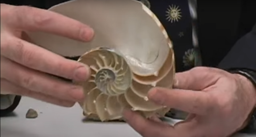 <p>What is this a fossil of?</p>