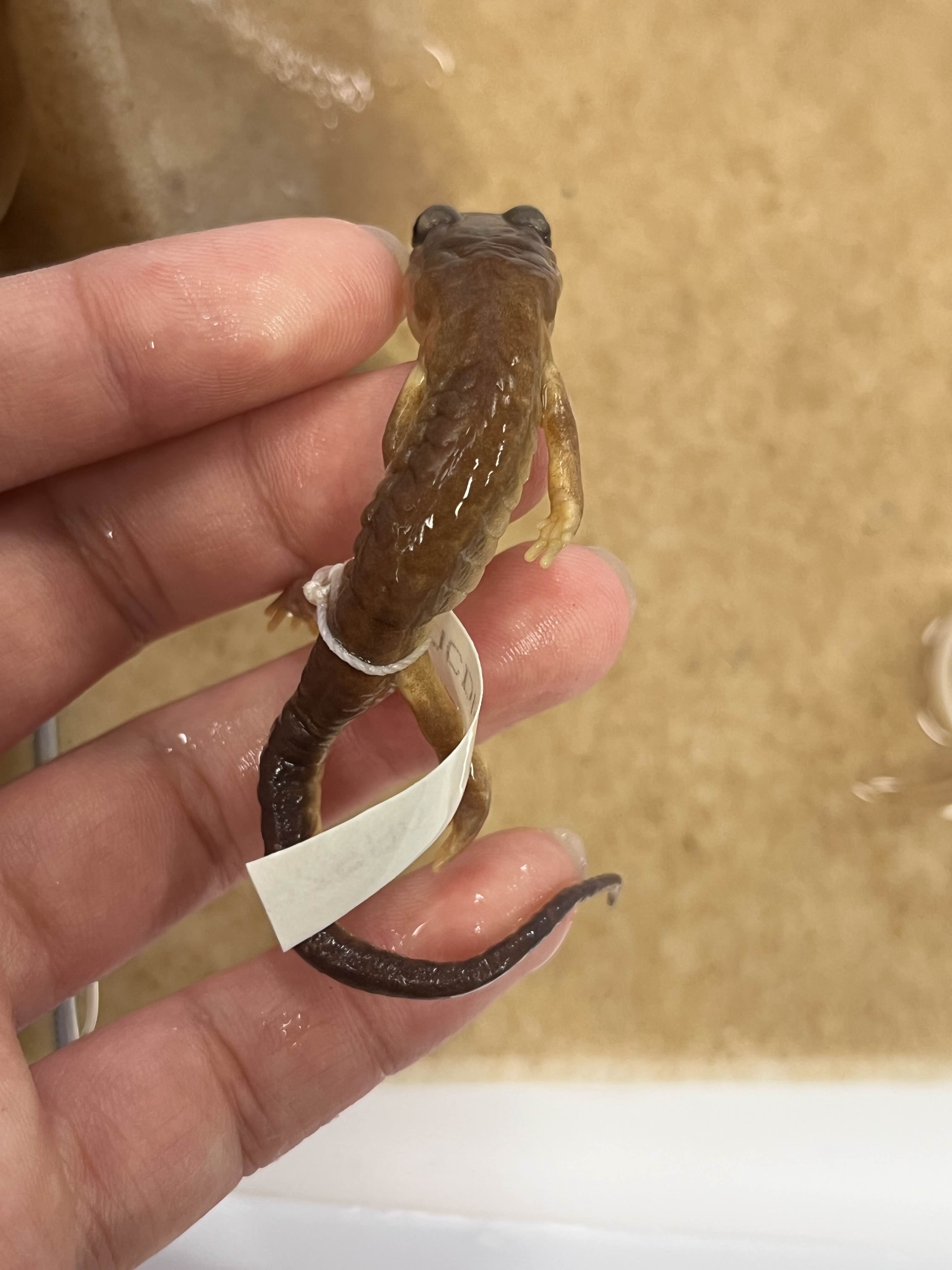 <p>Family and Genus + Species?</p><ul><li><p><strong>Ring species</strong></p></li><li><p><strong>Constricted tail</strong></p></li><li><p>newt mimic </p></li></ul><p></p>