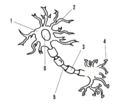 <p>What are 3 and 5 on the diagram?</p><p>A. 3=axon; 5=schwann cell</p><p>B. 3=axon; 5=myelin sheath</p><p>C. 3=myelin sheath; 5=axon</p><p>D. 3=myelin sheath; 5=schwann cell</p>