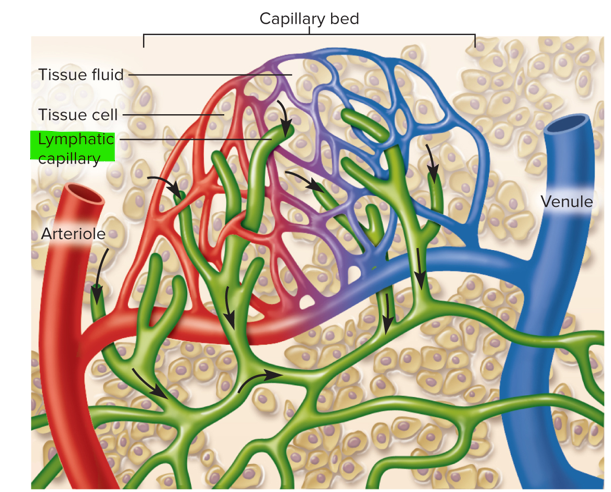 <p>Lymphatic capillaries (terminal lymphatics)</p>