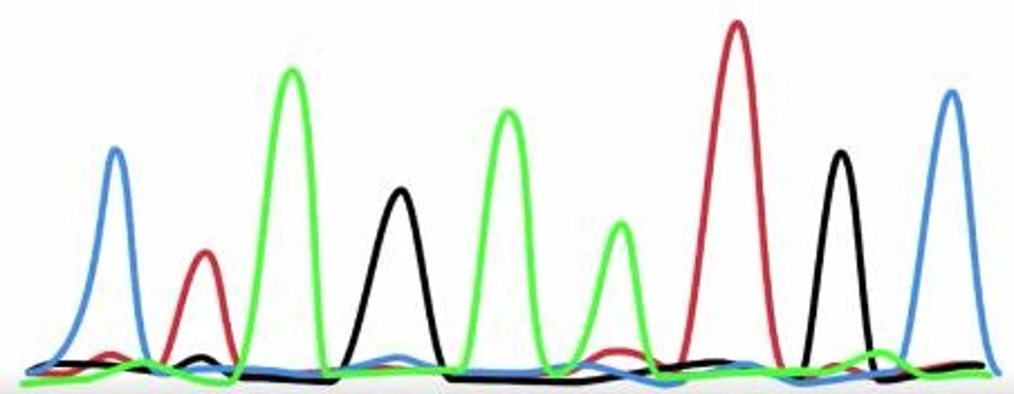 <p>The nucleotides</p>