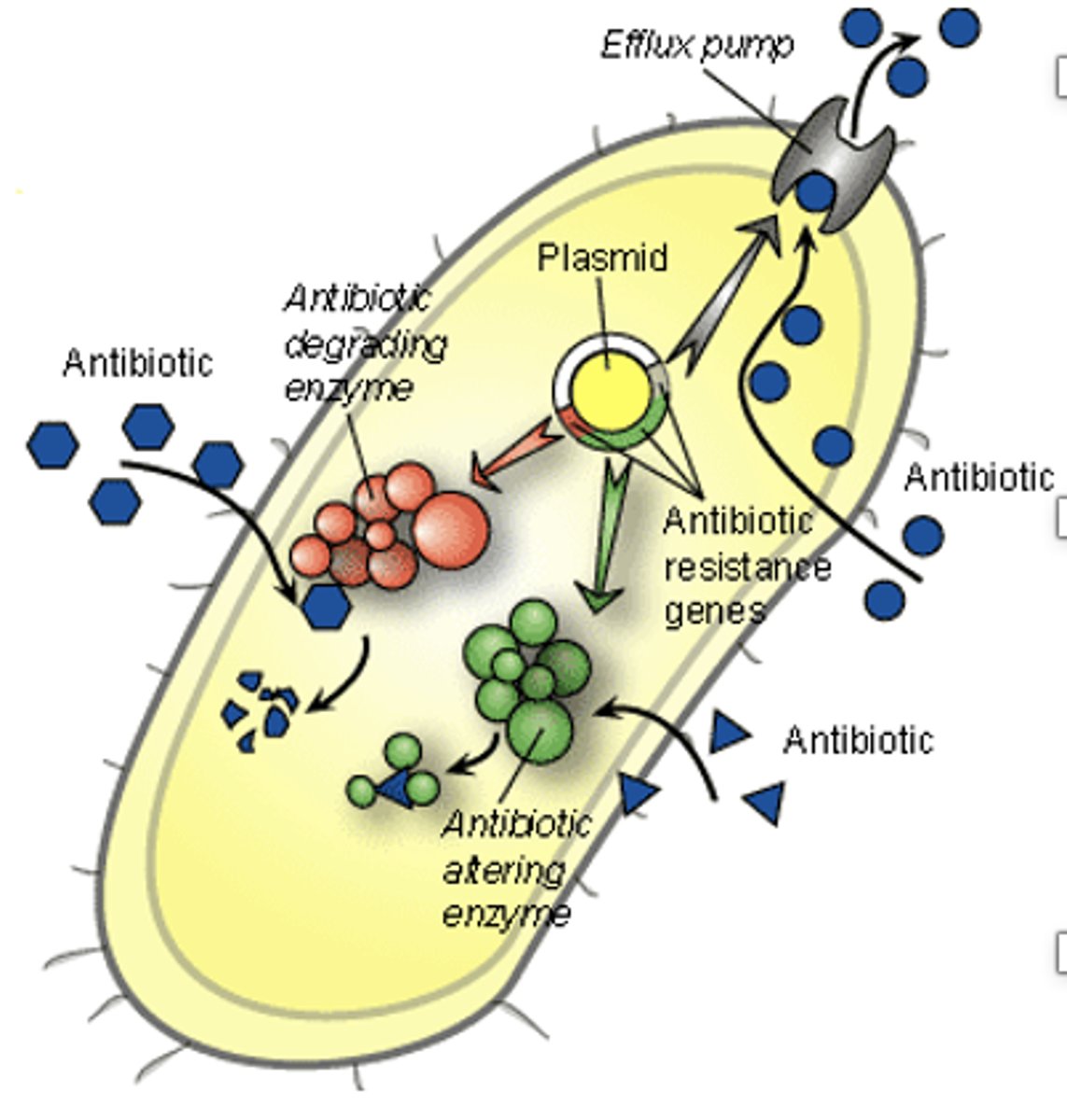 <p>1) secretory systems that allow <em>Salmonella</em> to secrete toxins into the host cell</p><p>2) proteins that confer antibiotic resistance</p>