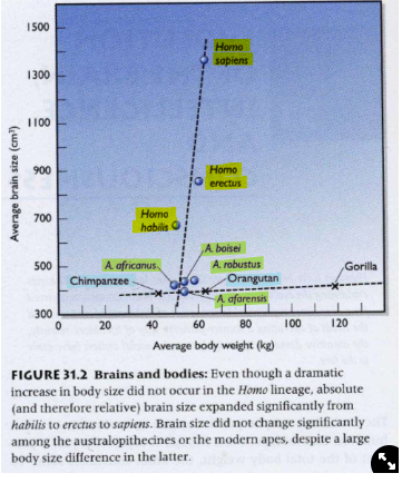 <p>Australopithecines brain size x body weight is similar to apes but Homos are completely different:</p>